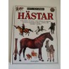 Hobused. Metsikud hobused ja taltsutatud hobused